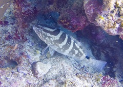 Epinephelus striatus