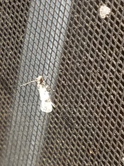 Amydria effrenatella