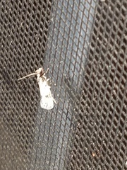 Amydria effrenatella