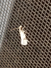 Amydria effrenatella