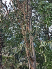 Image of Eucalyptus globulus