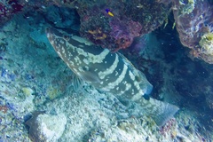 Epinephelus striatus