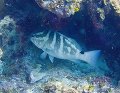 Epinephelus striatus