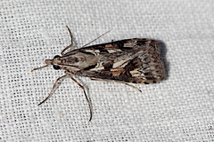Nomophila corticalis
