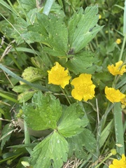 Ranunculus repens