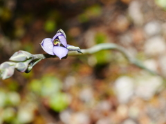Thelymitra hatchii