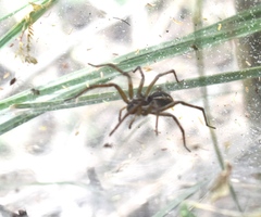 Aglaoctenus lagotis