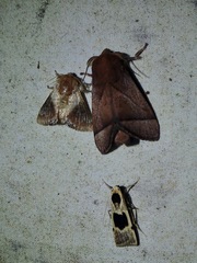 Praesetora albitermina