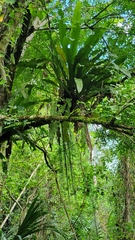 Niphidium crassifolium