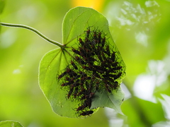 Dysdercus decussatus