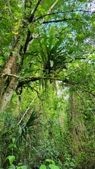 Niphidium crassifolium