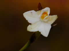 Earina autumnalis