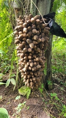 Attalea cohune