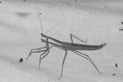 Archimantis