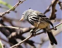 Anairetes flavirostris