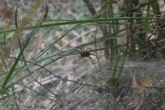 Aglaoctenus lagotis