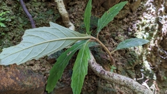 Rhynchotechum discolor