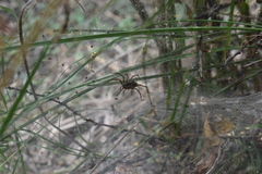 Aglaoctenus lagotis