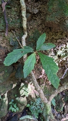 Rhynchotechum discolor