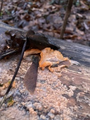 Phlebia radiata