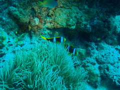 Amphiprion chrysopterus