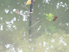 Zenarchopterus buffonis