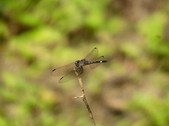 Micrathyria ocellata