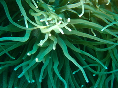 Heteractis crispa