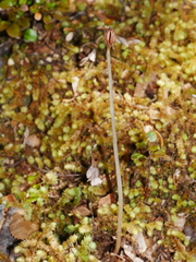 Corybas cryptanthus