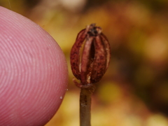 Corybas cryptanthus