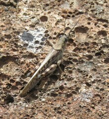 Schistocerca literosa