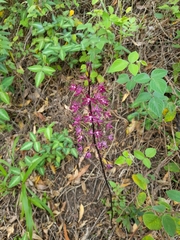 Dipodium punctatum