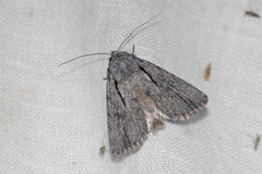 Ectopatria paurogramma