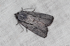 Ectopatria paurogramma