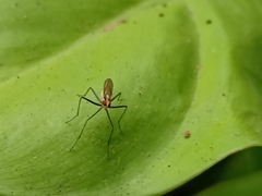 Telostylinus lineolatus