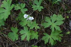 Geranium asiaticum