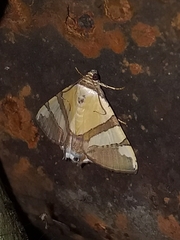 Eulepidotis julianata