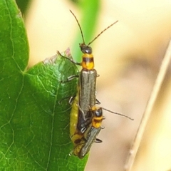 Chauliognathus sydneyanus