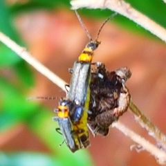 Chauliognathus sydneyanus