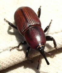 Sphenophorus simplex