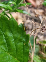 Chauliognathus sydneyanus