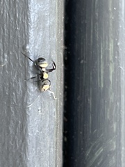 Polyrhachis daemeli