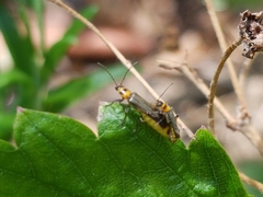 Chauliognathus sydneyanus