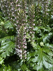 Acanthus mollis