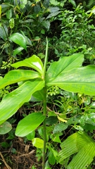 Costaceae