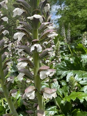 Acanthus mollis