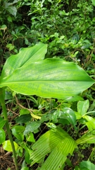 Costaceae
