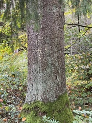 Abies alba