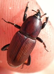Sphenophorus simplex