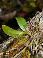 Drymoanthus adversus